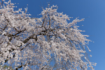 岩屋寺　満開の枝垂れ桜　京都市山科区