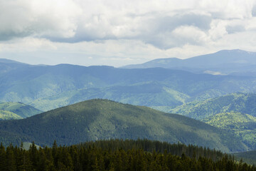 forest in the mountains on clear sky day with big green pine trees