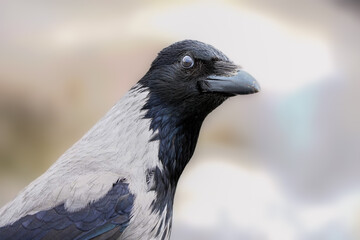 A detailed close-up of a hooded crow with sharp black and grey feathers, showcasing its intelligent gaze against a softly blurred background.