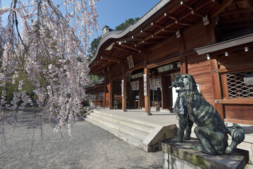 大石神社　拝殿と大石桜　京都市山科区
