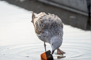 A juvenile seagull standing in shallow water, pecking at a piece of floating trash, highlighting...