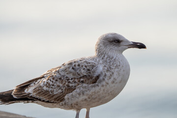 Obraz premium A detailed close-up of a juvenile seagull standing by the sea, showing its speckled feathers and sharp beak against a soft, blurred background.