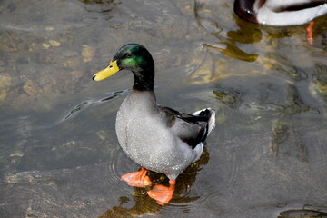 Mallard duck