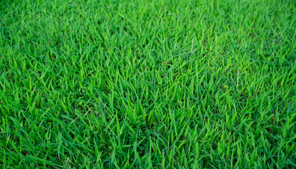 green grass background