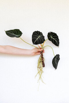 Alocasia Black Velvet held in hand showing leaves and roots against white background