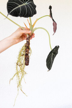 Alocasia Black Velvet held in hand showing leaves and roots against white background