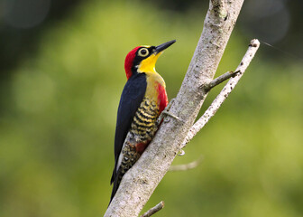 Yellow-fronted Woodpecker on a branch in the Atlantic rainforest in Brazil