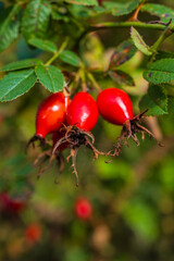 Rosehip fruits in early fall.