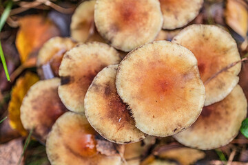 Honey fungus Armillaria mellea growing on a tree trunk.