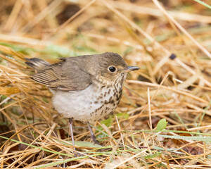 A Swainson's Thrush in Northern Saskatchewan.