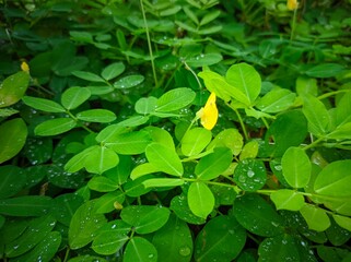 green leaves of a plant