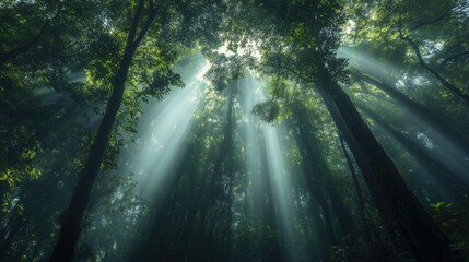 A lush, dense forest with towering trees. Sunlight filters through the canopy, casting beautiful light rays across the greenery.
