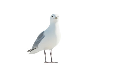 Obraz premium Elegant White Seagull Bird Standing Isolated on Black Background Wildlife Photography Nature Image sky wing beak free 