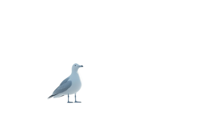 Single Elegant Seagull Bird on Black Background Isolated Wildlife Photography Nature Image sky grey wing beak view white