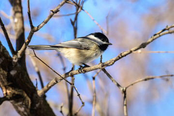 Chickadee perched on a branch in winter