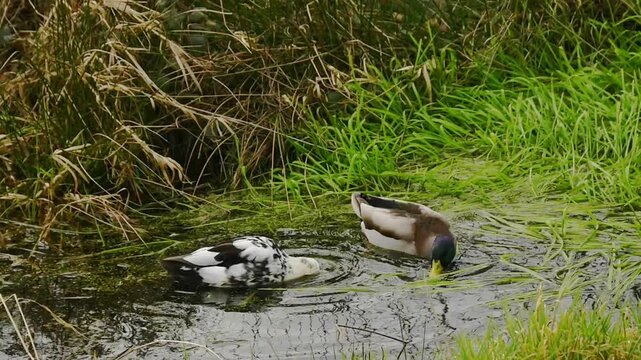 couple of mallard ducks foraging. the female is partially white because of leucism - Anas platyrhynchos
