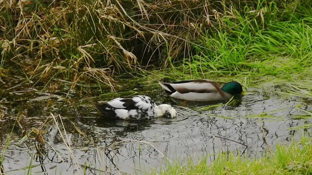couple of mallard ducks foraging. the female is partially white because of leucism - Anas platyrhynchos