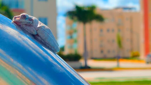 Rana tomando sol en la baranda.