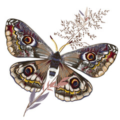 Hand drawn vector boho night butterfly moth illustration in vintage style