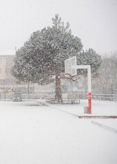 snow-covered tree and basketball hoop