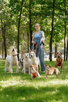 young woman Professional dog walker or pet sitter walks a pack of cute dogs of different breeds and rescue dogs on leash on city street. happy animals with their owner in park, training