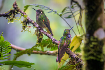Buff-tailed coronet hummingbird