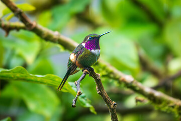 Purple-throated woodstar hummingbird