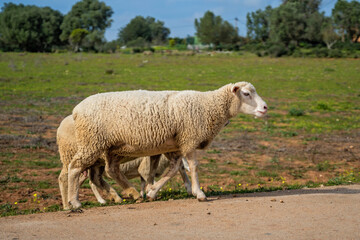 Flock of sheep in a meadow on green grass