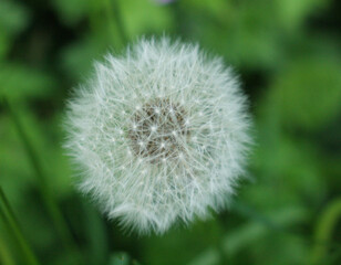 dandelion close-up seedhead focused.
