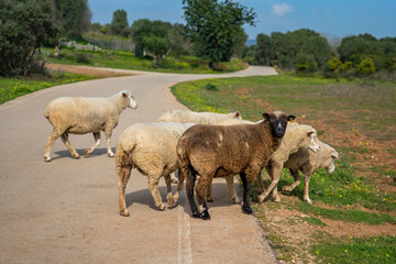 Flock of sheep in a meadow on green grass