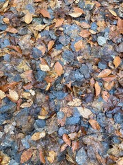 autumn leaves on the ground