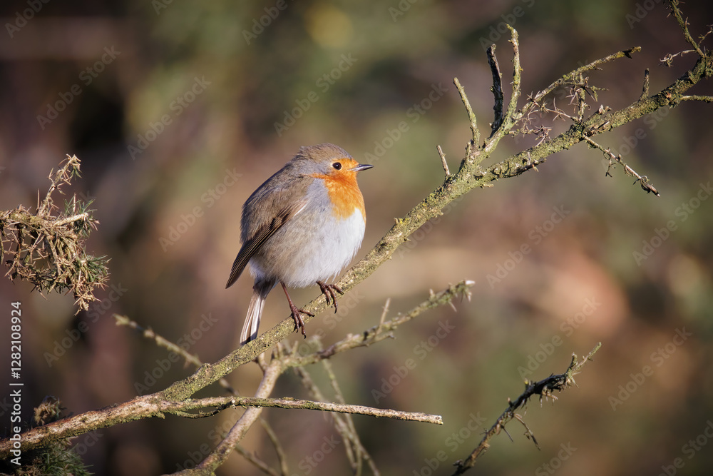 Poster a robin redbreast perched on the branch of a gorse bush in natural surroundings. There is space for copy text around the bird