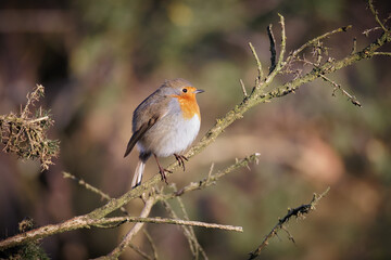 a robin redbreast perched on the branch of a gorse bush in natural surroundings. There is space for copy text around the bird