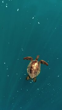 Big ocean turtle Honu swimming in Hawaii aerial drone top down