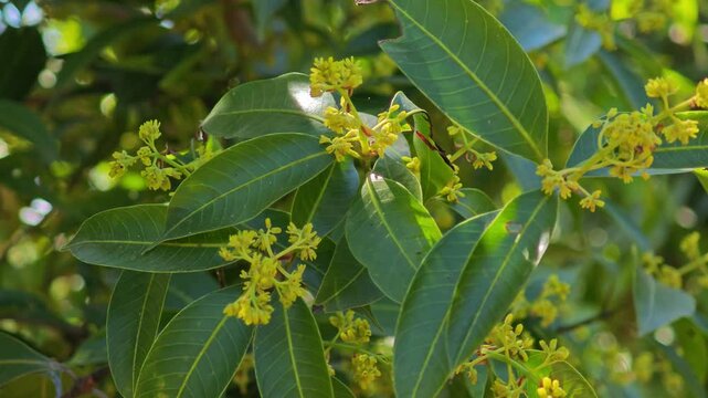 Marian plum flower