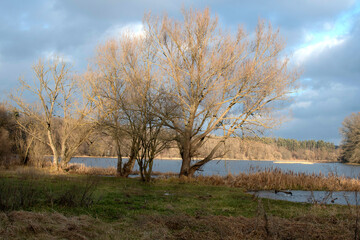 A tree on the river bank	