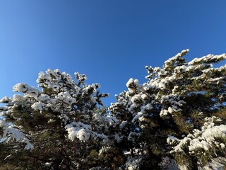 Closeup of snowflakes and the evergreen garden conifer plant pinus nigra cones in winter. Pinus nigra, the Austrian pine or black pine, is a moderately variable species of pine.

