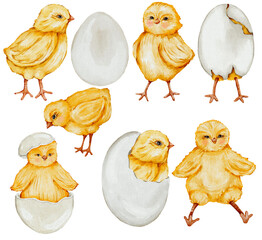 Yellow chicks watercolor, easter illustration