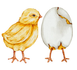 easter eggs and chickens watercolor illustration 