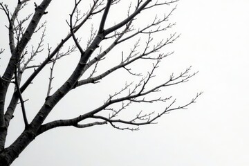 Obraz premium Intertwined bare branches, stark contrast on pale white , design, twigs