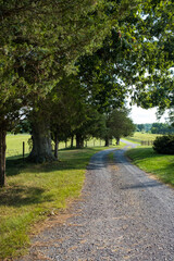 Gravel Country Road with Trees and Sunshine