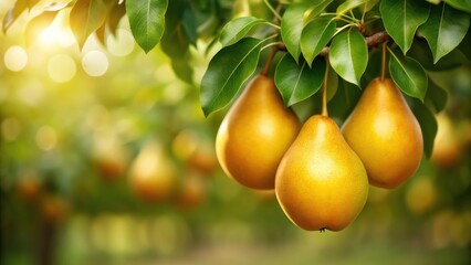 Golden Ripe Pears in Sunlit Orchard Close Up Healthy Summer Harvest