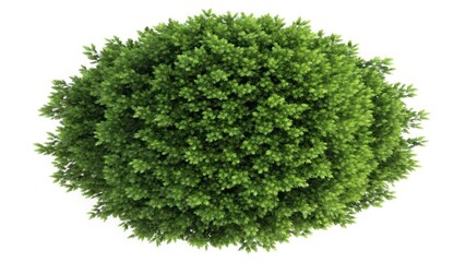 Top View of Lush Verdant Bush Foliage on White Background
