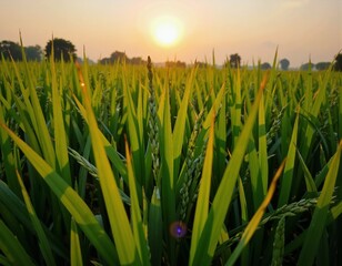 Golden rays of the setting sun illuminate a green rice field, casting a warm glow over the tall blades of grass that stretch towards the horizon