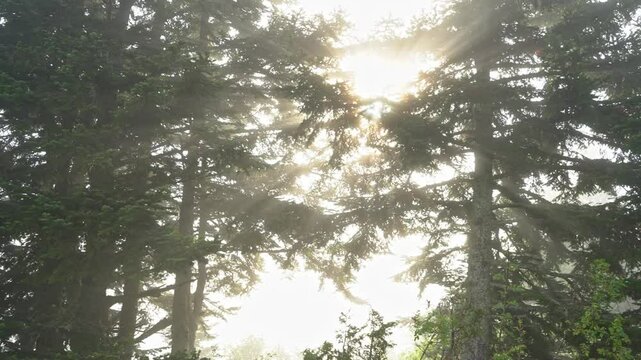 Soleil et brume &agrave; travers les arbres un matin d'&eacute;t&eacute;