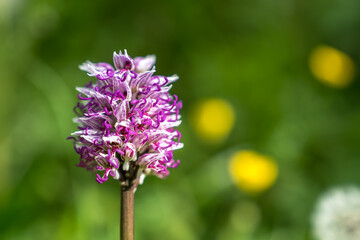 Orchis singe au printemps dans les prairies du massif des Bauges , Savoie