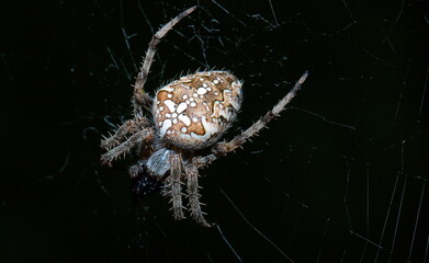 spider on a web