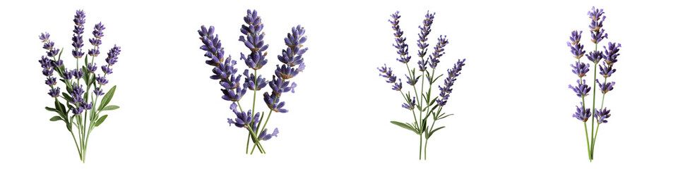 Obraz premium Fresh Lavender Flower Stems – Beautiful Purple Blossoms for Aromatherapy, Herbal Design & Natural Decoration – Isolated on Transparent Background