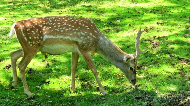 The fallow deer, Dama mesopotamica is a ruminant mammal belonging to the family Cervidae.