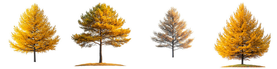 Fototapeta premium Golden Autumn Trees with Vibrant Yellow Foliage – Perfect for Seasonal Designs, Nature Illustrations, and Fall-Themed Projects – Isolated on Transparent Background